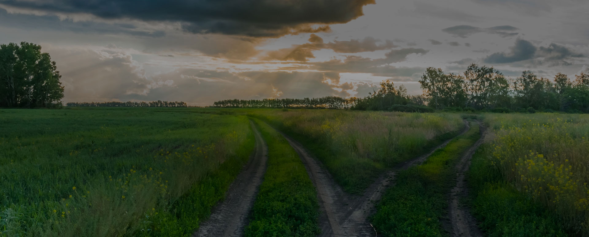 Mud road in green fields